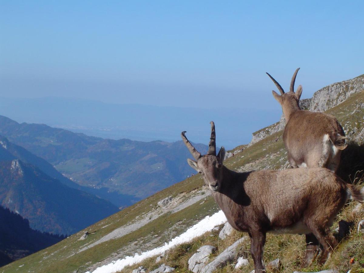 Terra-Beka Lodge Abondance Dış mekan fotoğraf